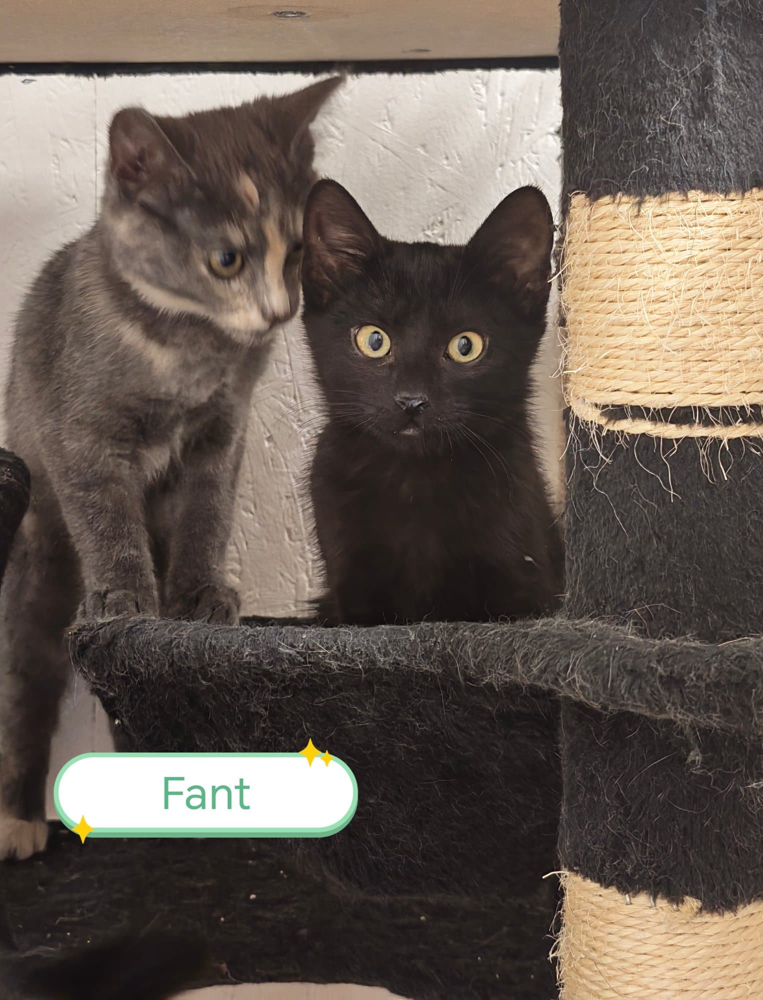Fant