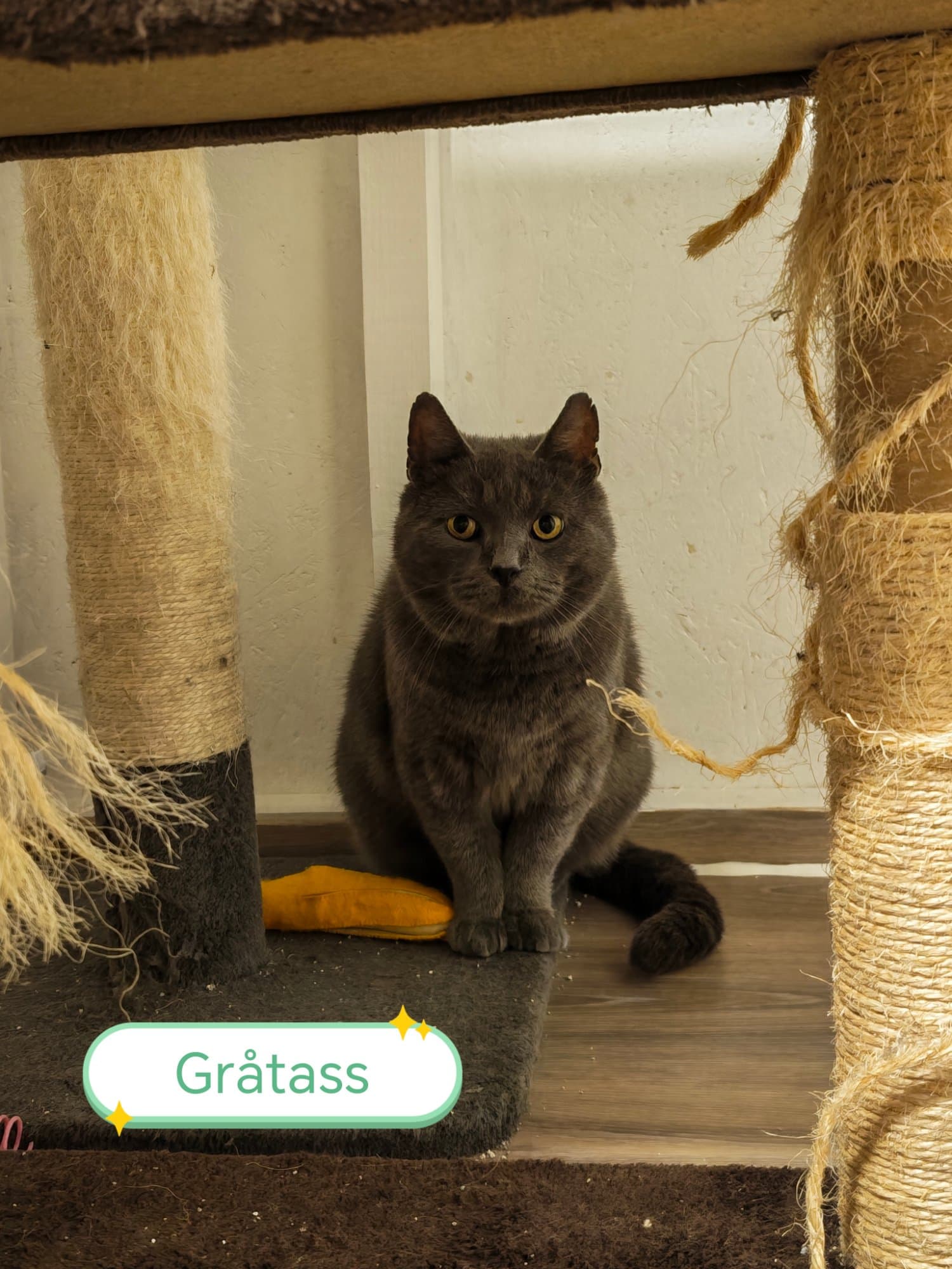 Gråtass