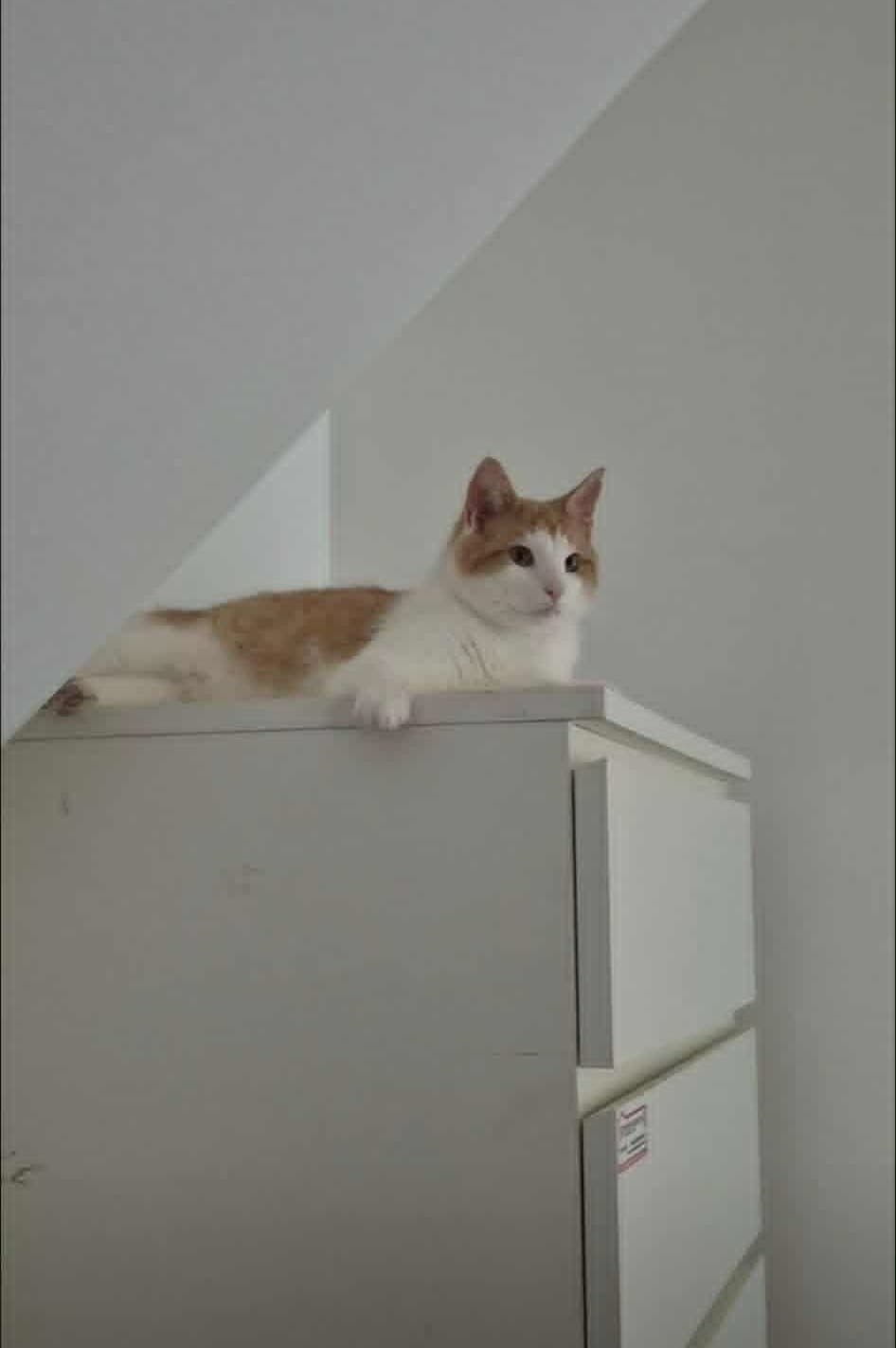 Oliver