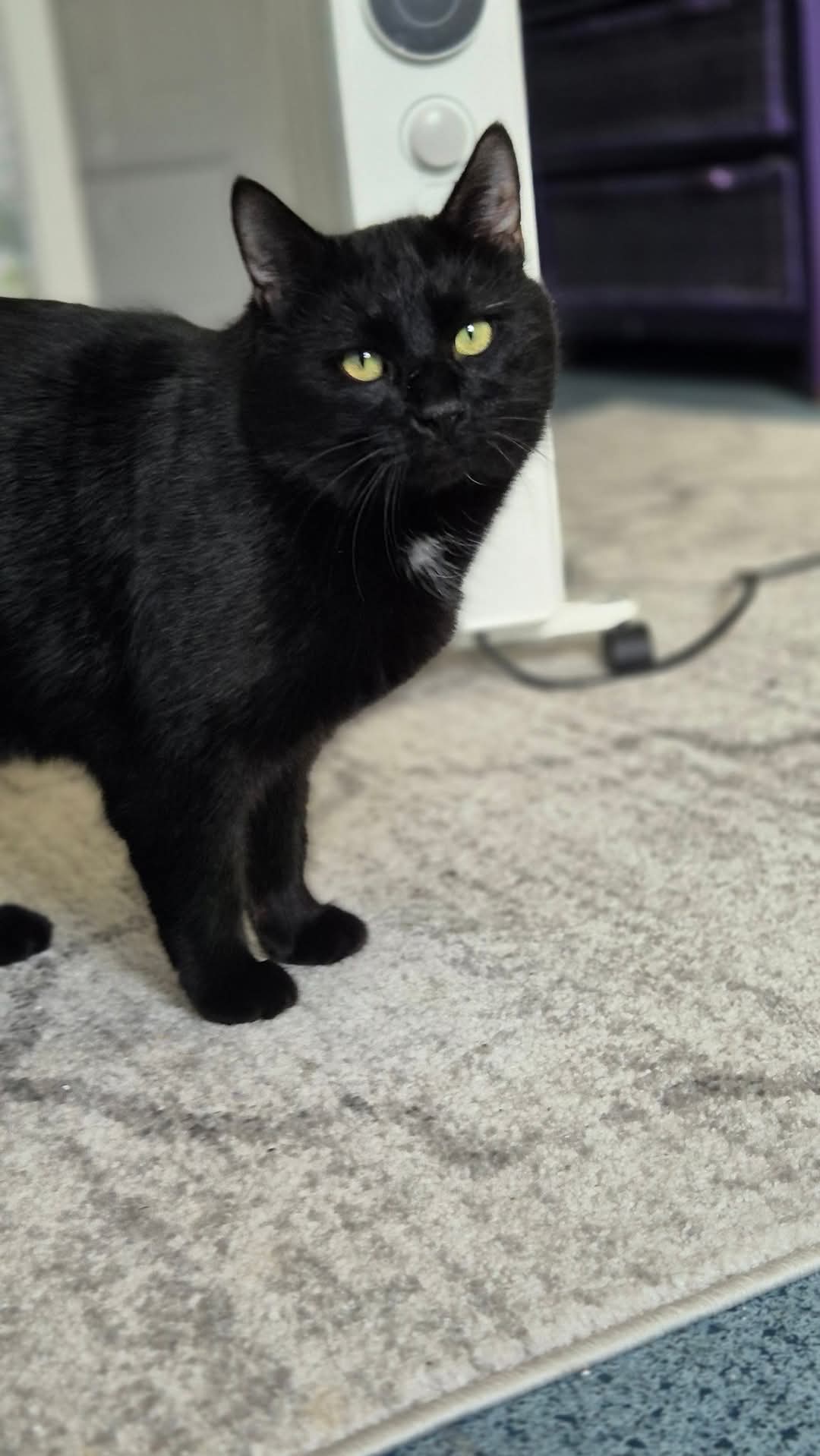Skattkatt