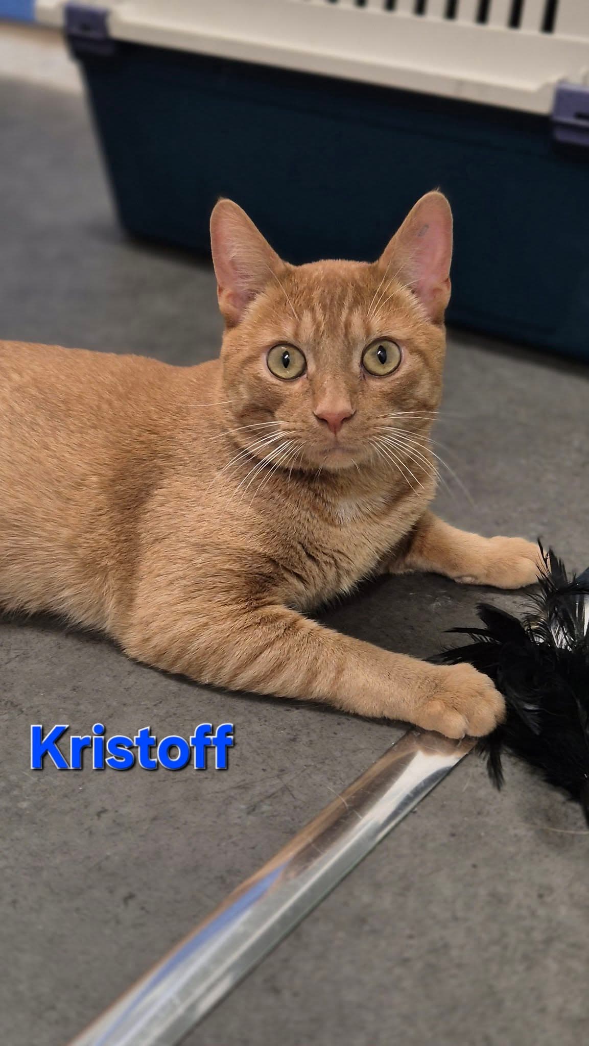 Kristoff