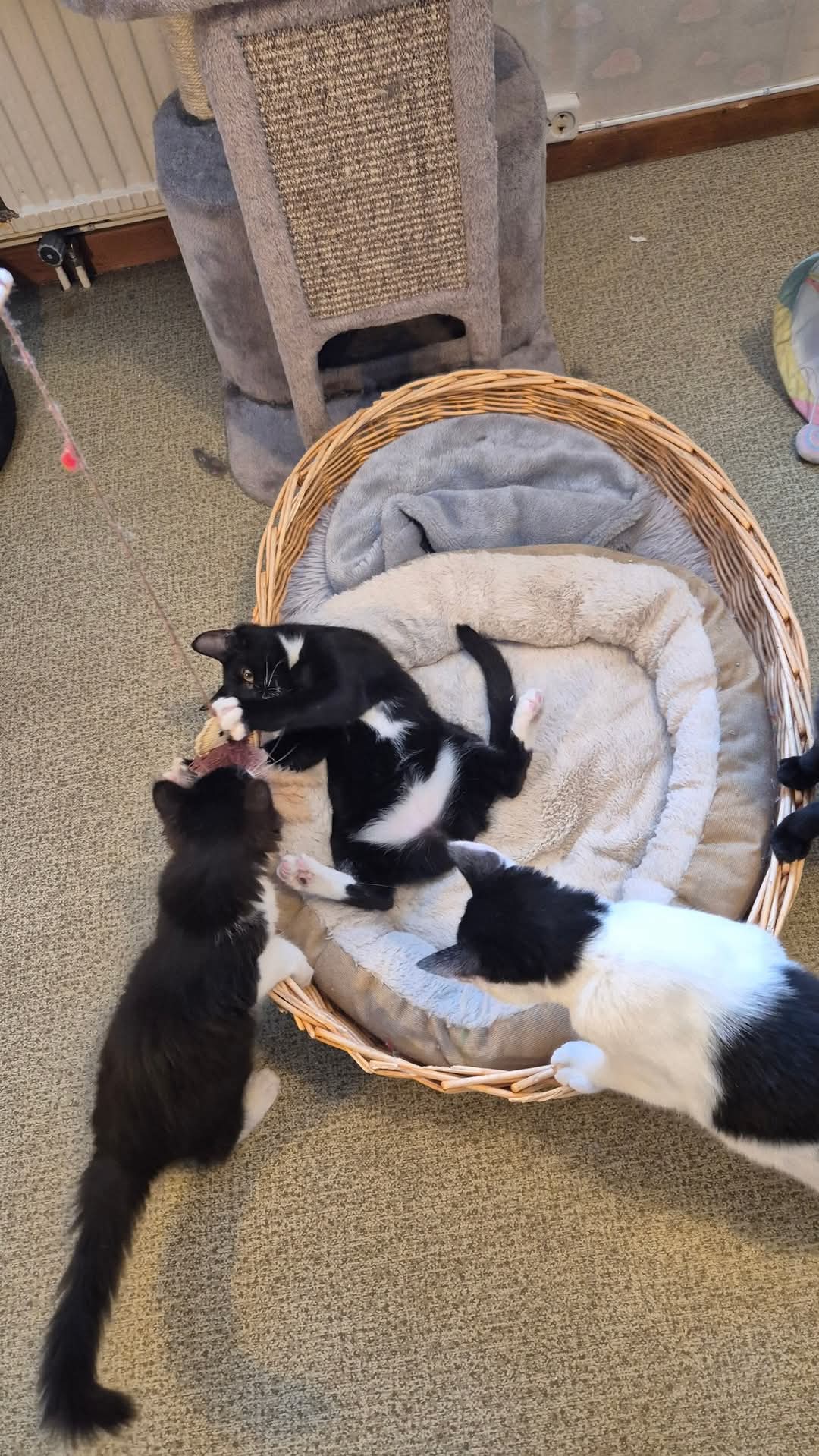Zazu