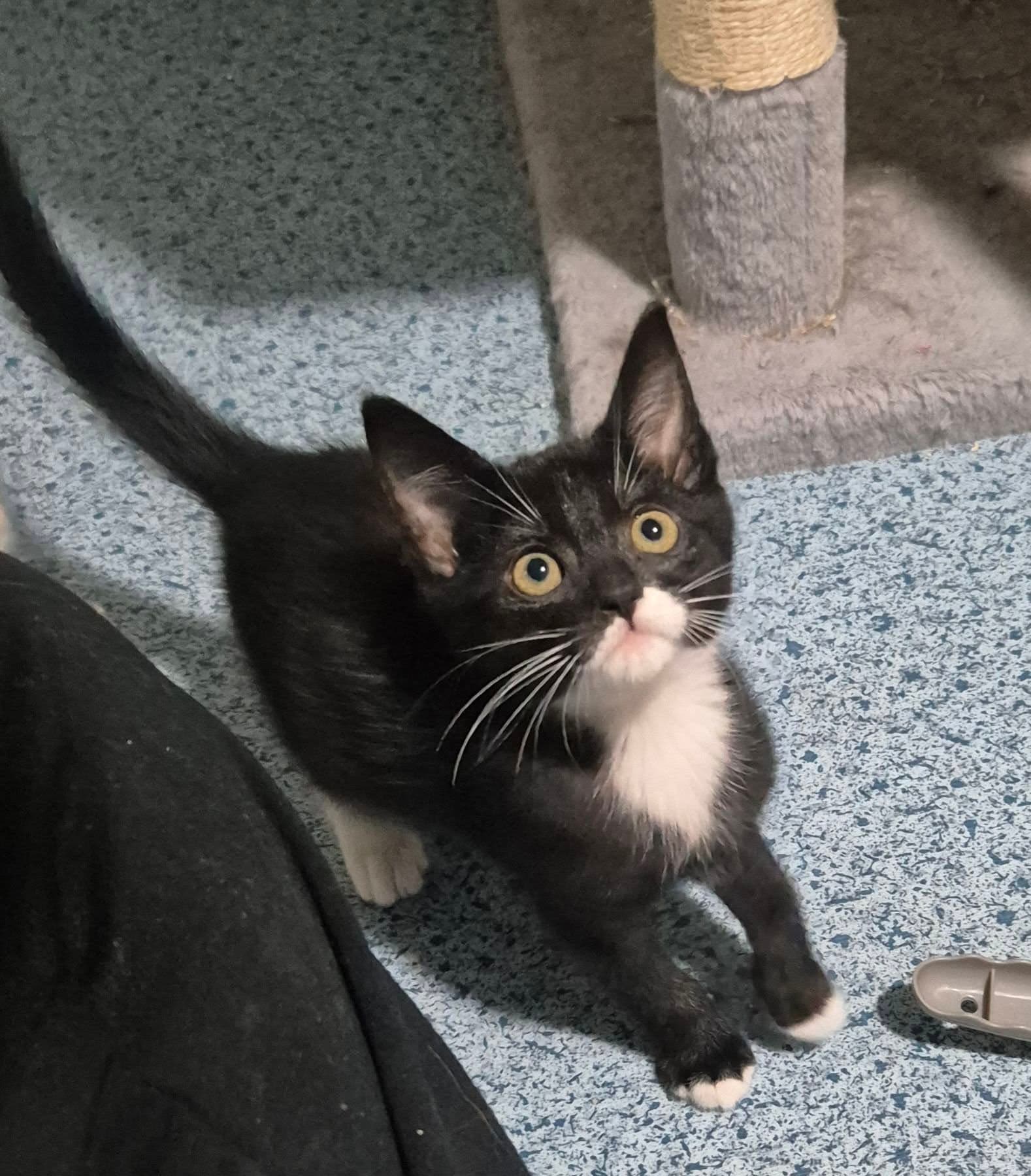 Bernard