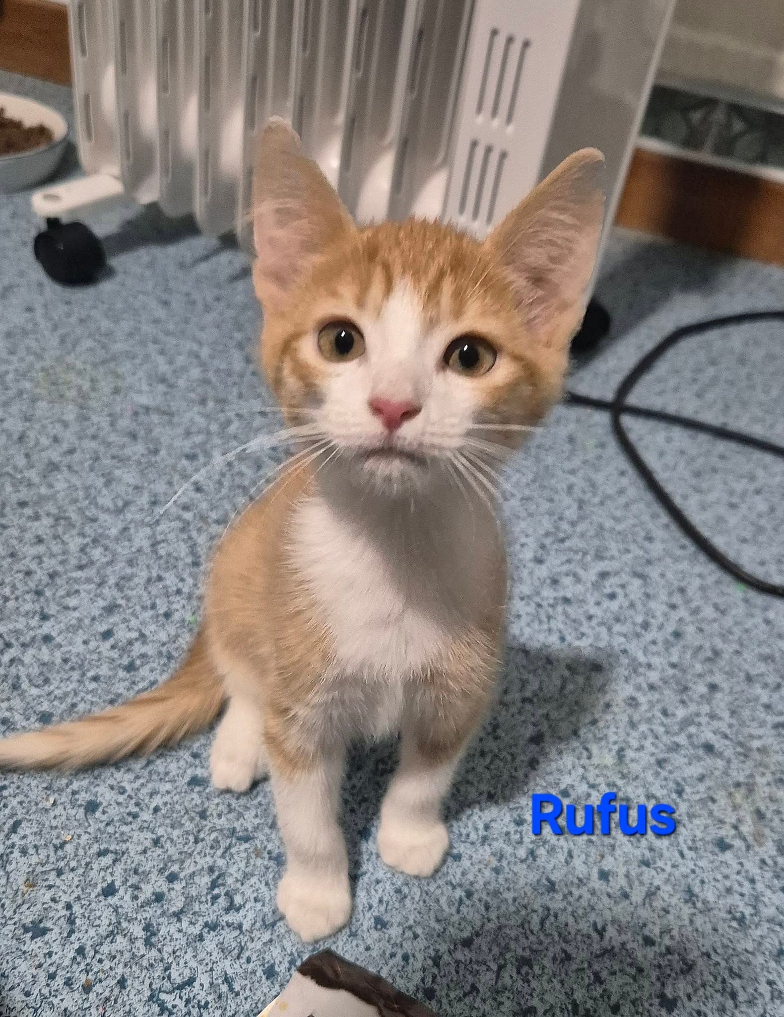 Rufus