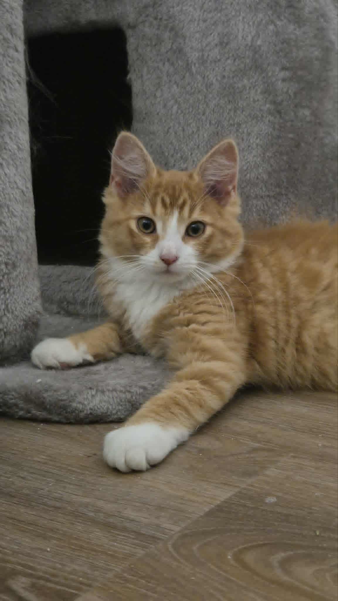 Franklin