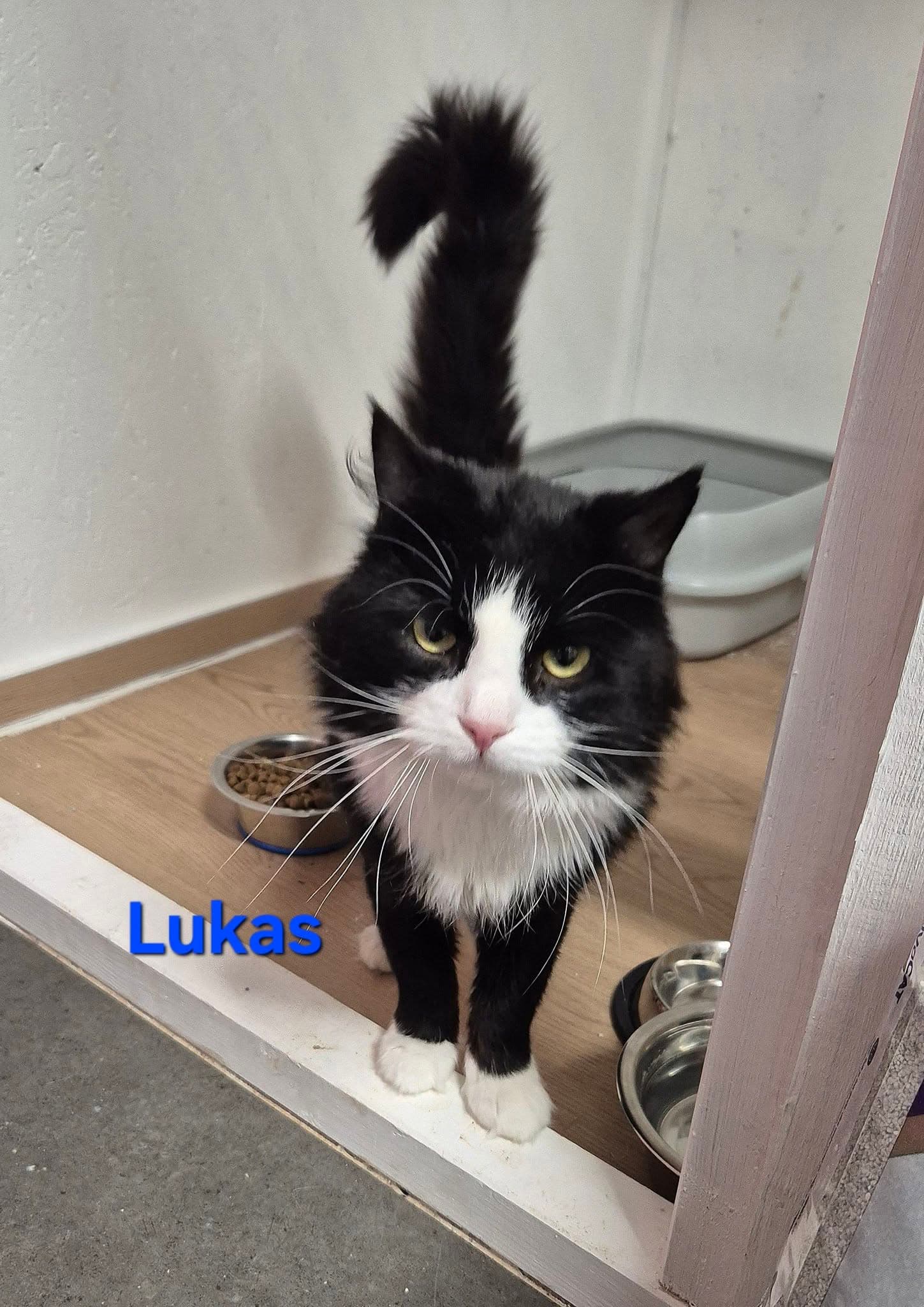 Lukas