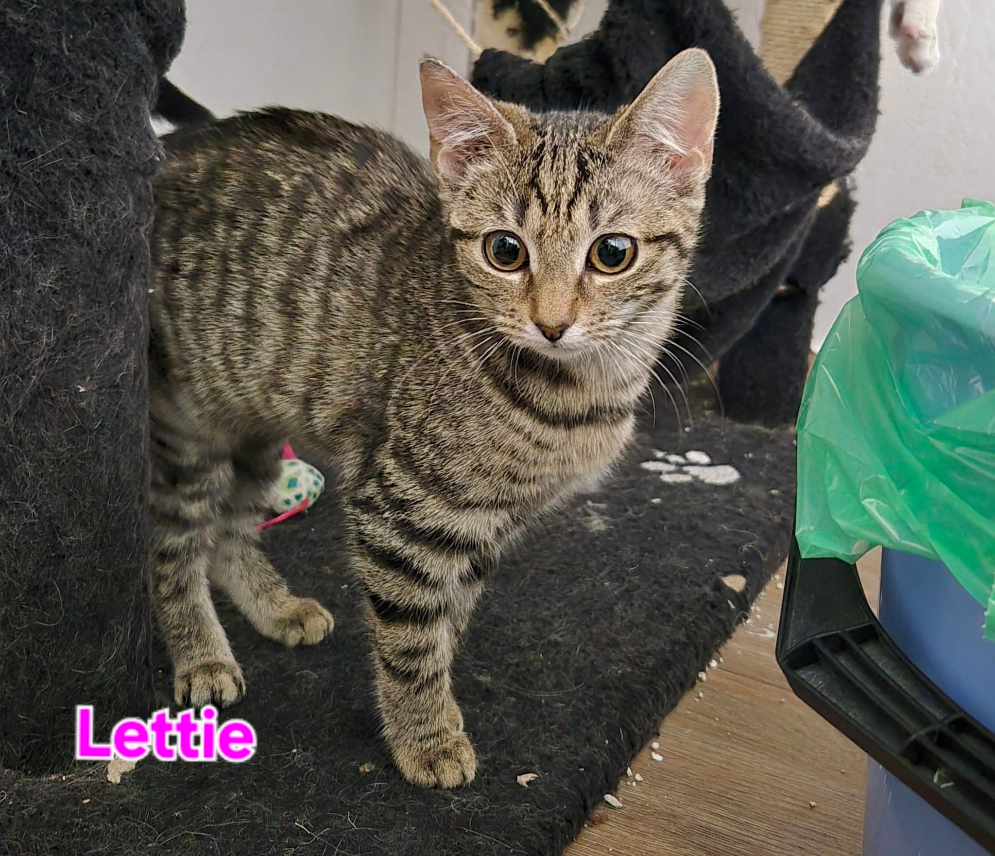 Lettie