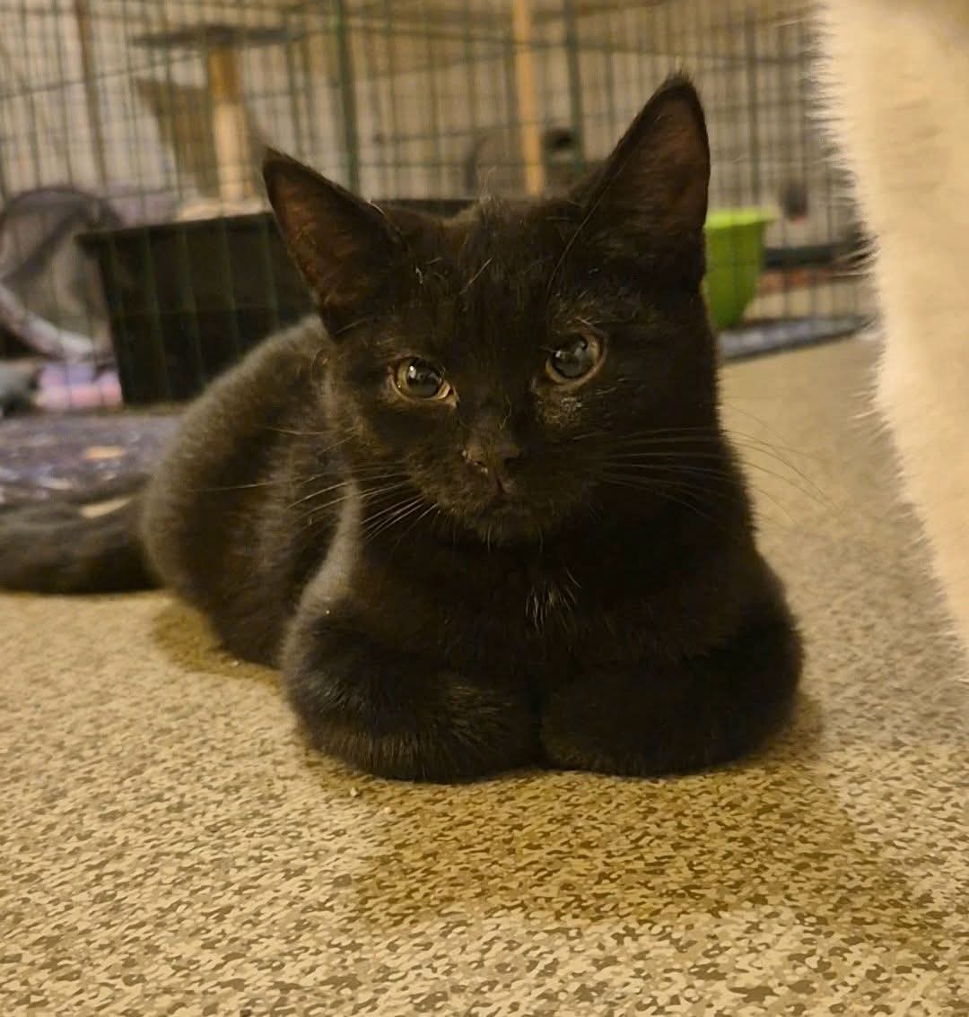 Lulu