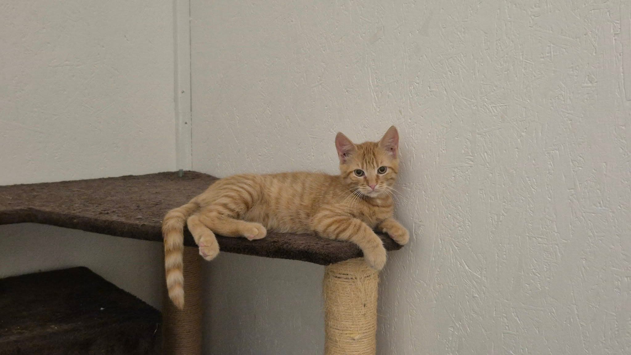 Simba