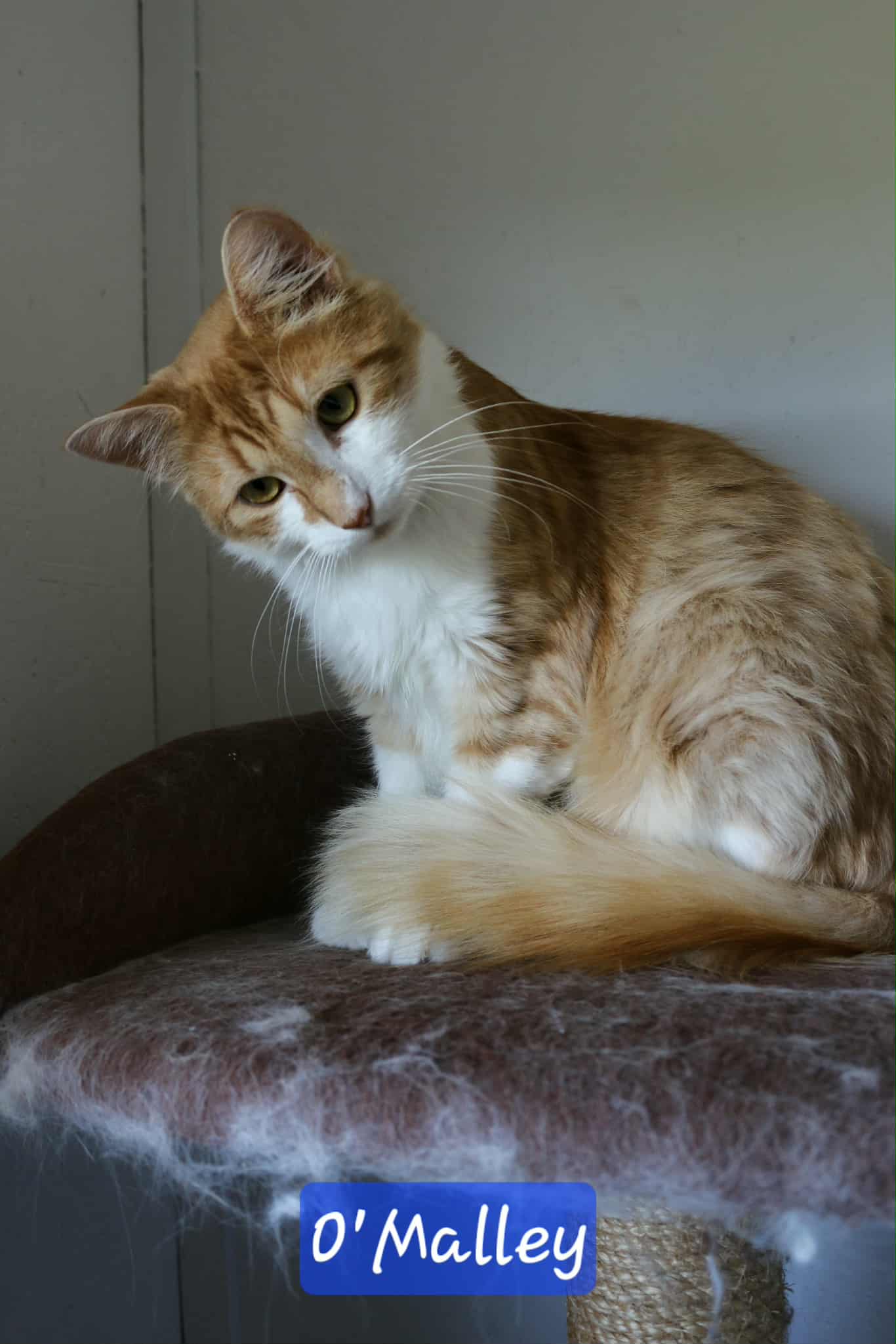 O'Malley