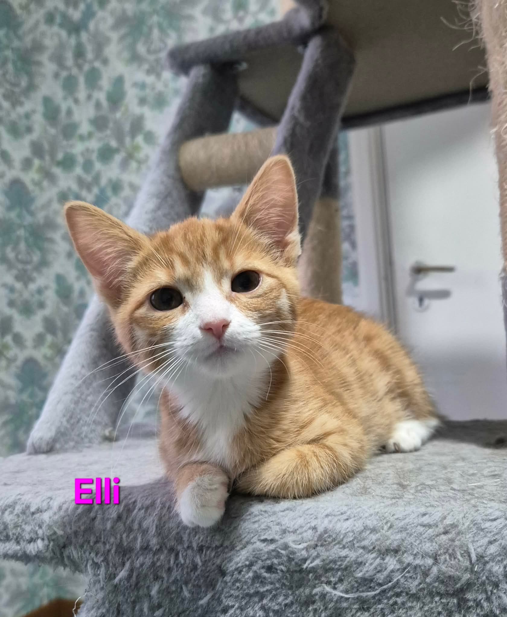 Elli