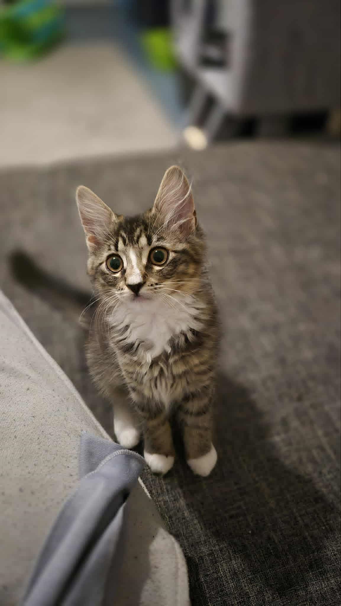 Tiger Lilje