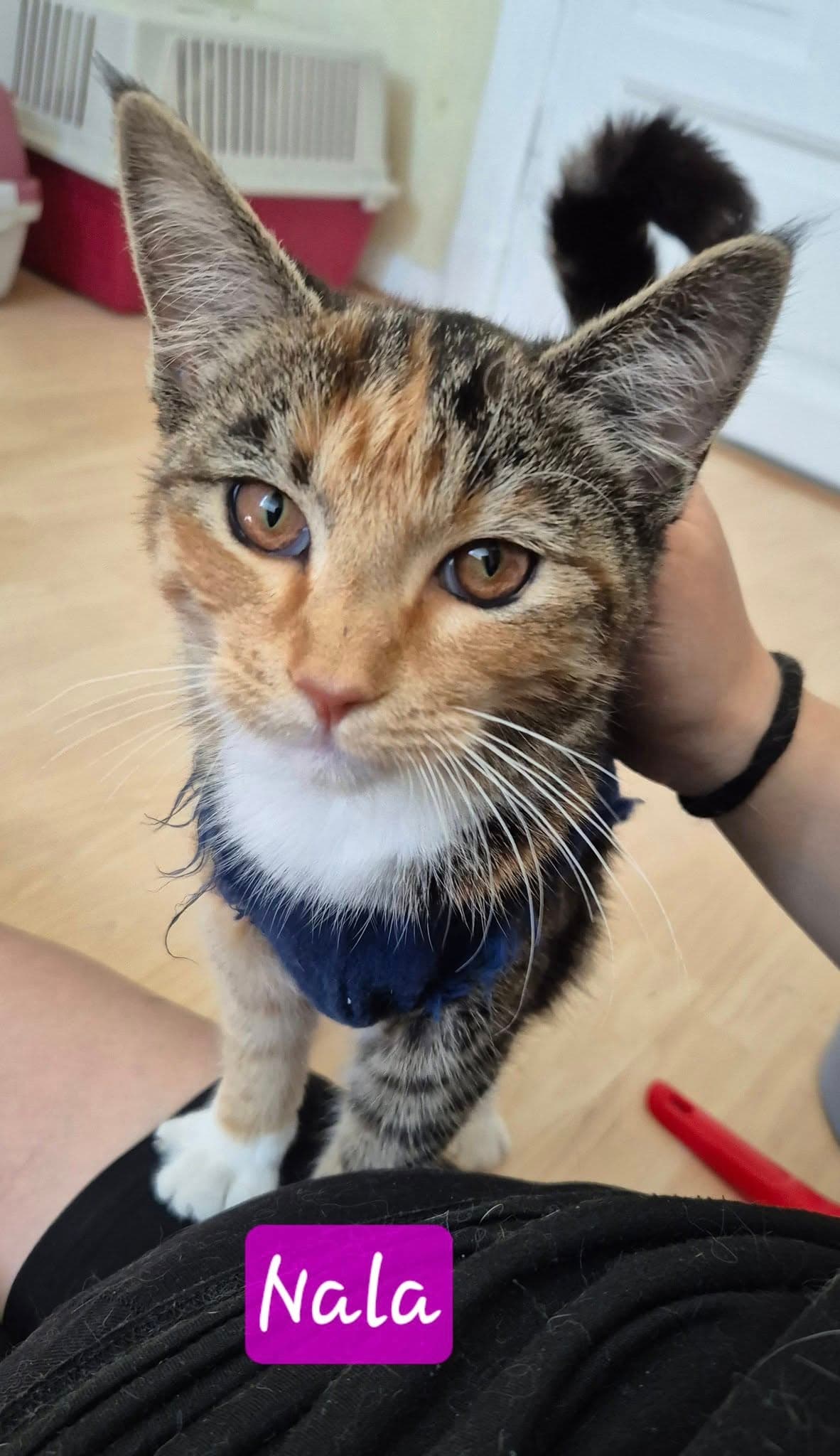 Nala