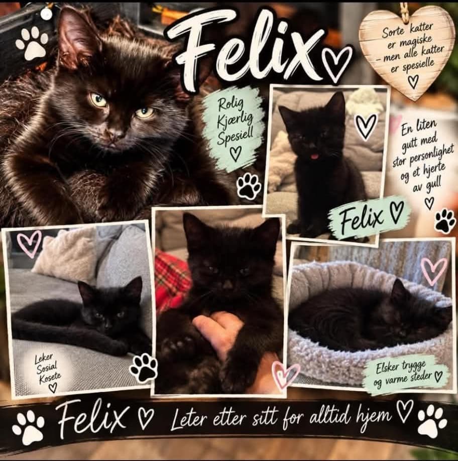 Felix